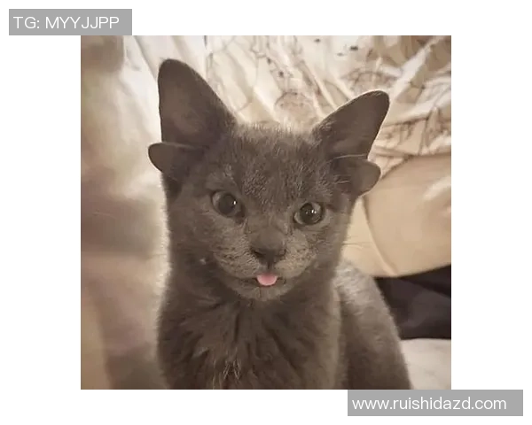 猫咪意外成足球明星引发热议网友纷纷点赞其超凡球技与可爱形象